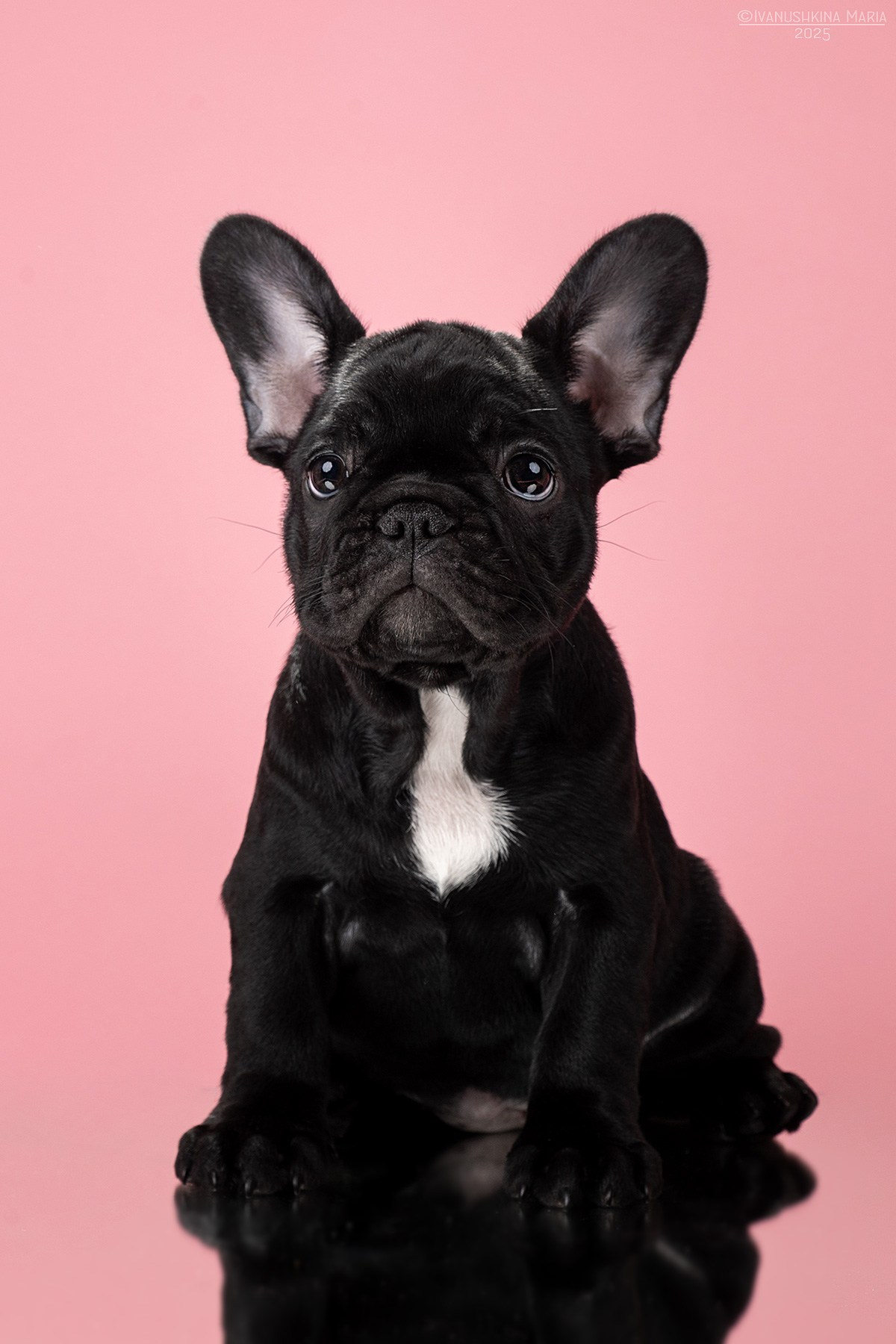 Фотосессия щенков на фонах. Фотограф собак в Москве и Московской области Иванушкина Мария