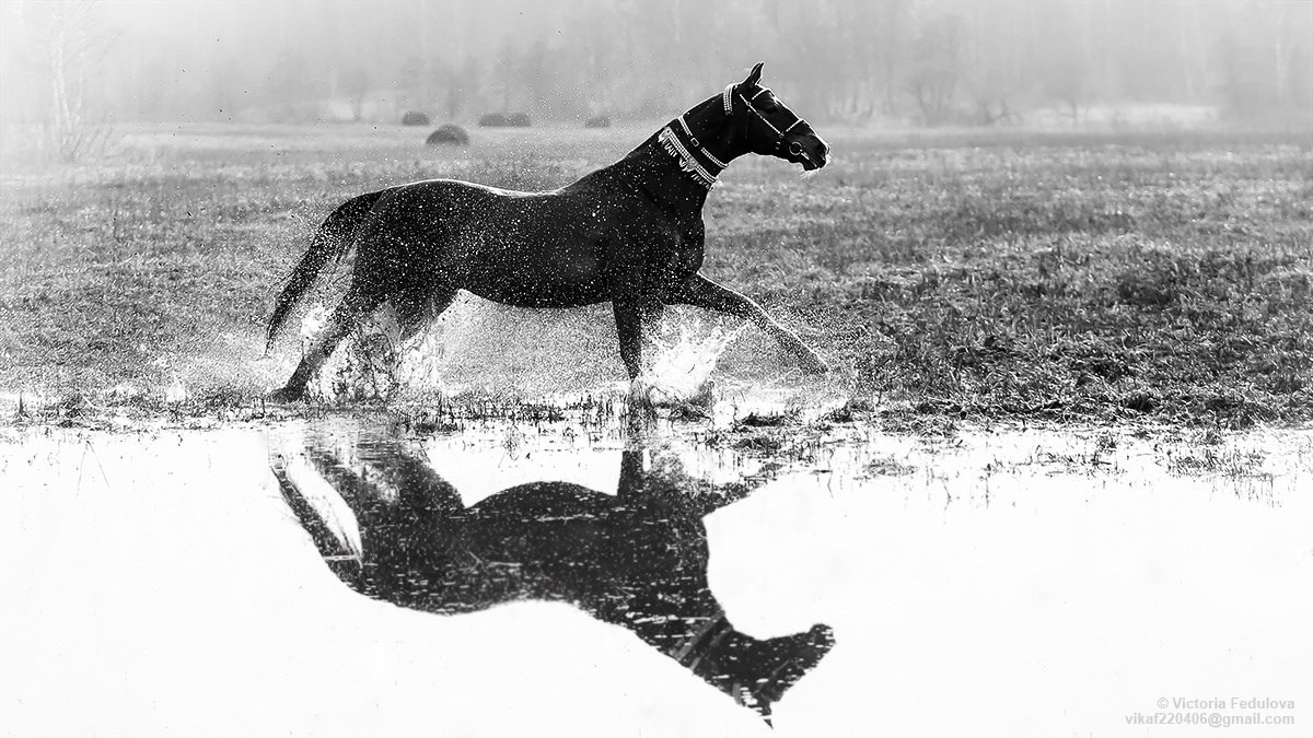 Хоррамдел. Продажа ахалтекинских и полукровных лошадей