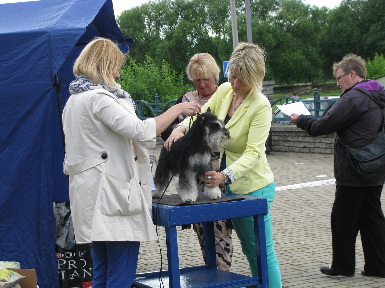 Софи/Asson Ari Vivien Marceau. Питомник цвергшнауцеров в Беларуси «Делинсо Бэлэнс»