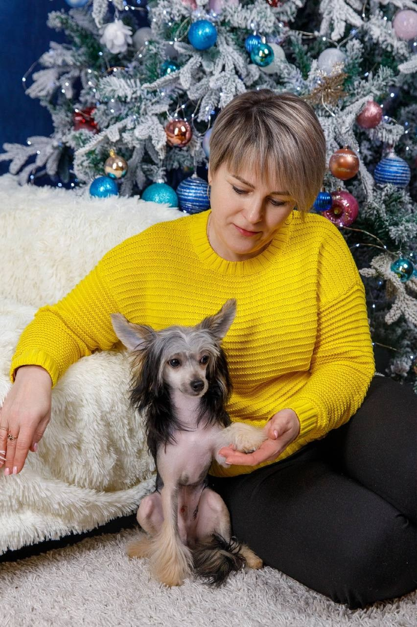 Laisan Island Franklin (Franklin). 6 months. Chinese Crested Dog Kennel Poale Ell