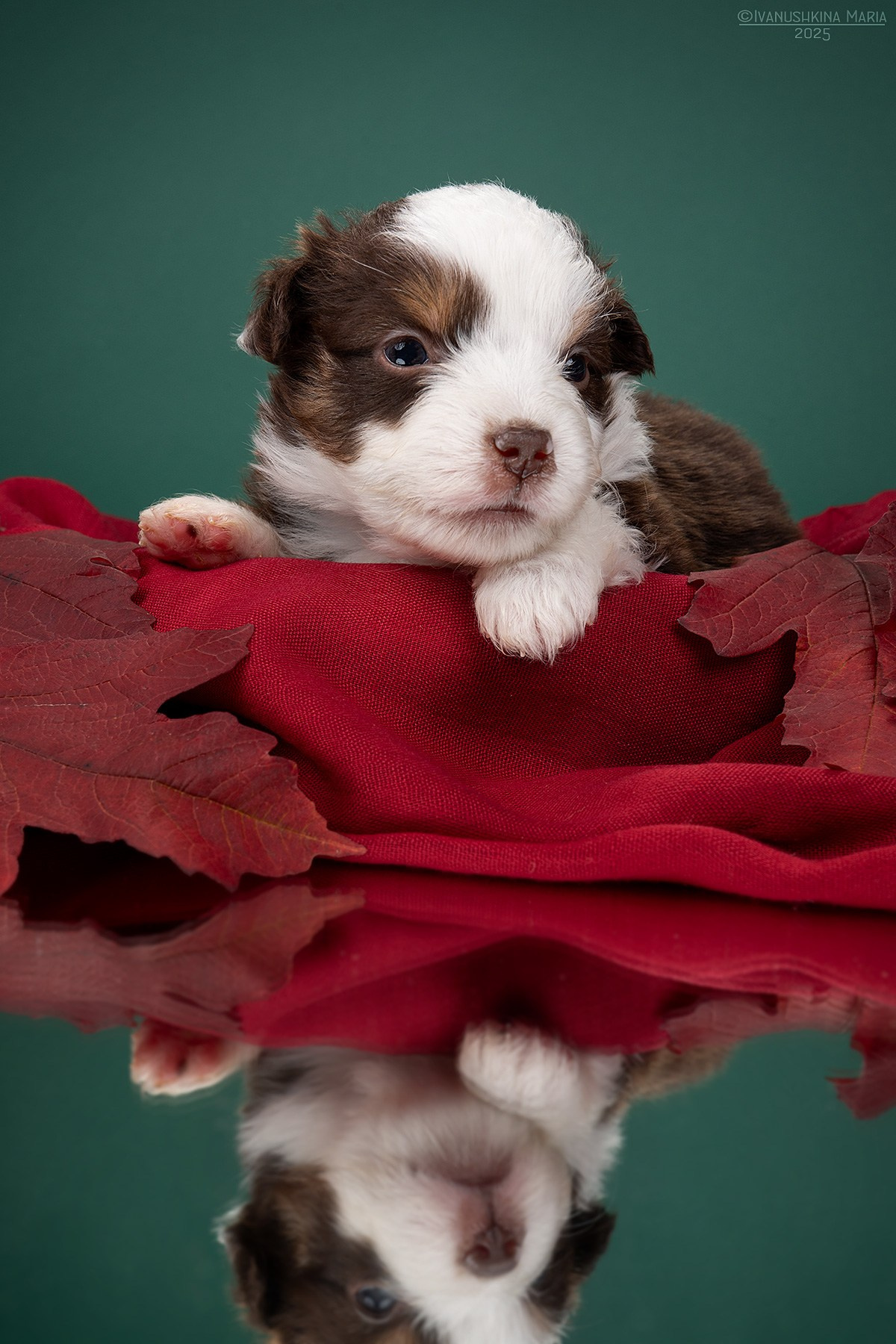 Фотосессия щенков на фонах. Фотограф собак в Москве и Московской области Иванушкина Мария
