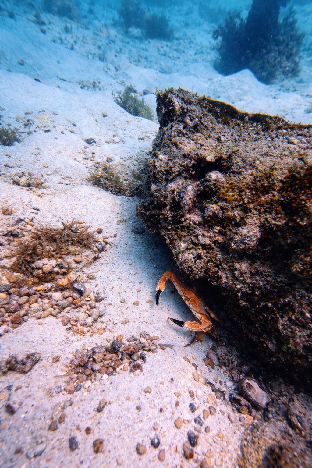 Дайвинг во Вьетнаме. Индивидуальные Экскурсии. Дайвинг во Вьетнаме. Индивидуальные Экскурсии