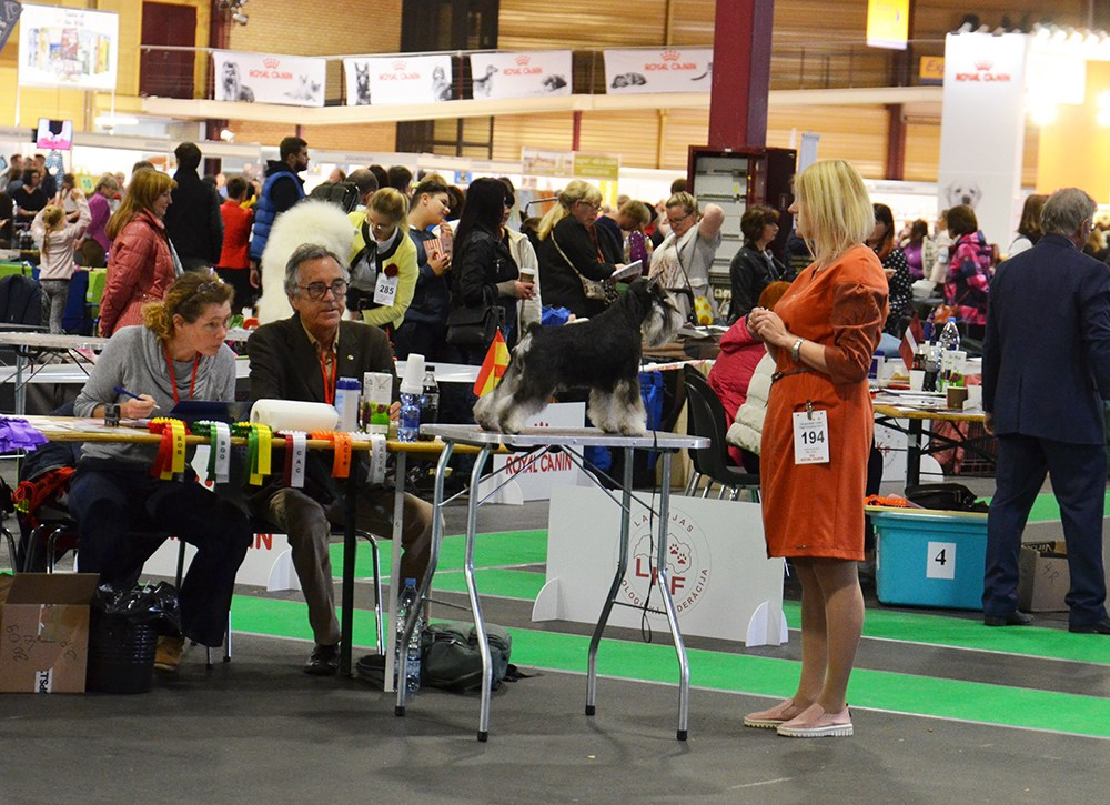 Софи/Asson Ari Vivien Marceau. Питомник цвергшнауцеров в Беларуси «Делинсо Бэлэнс»