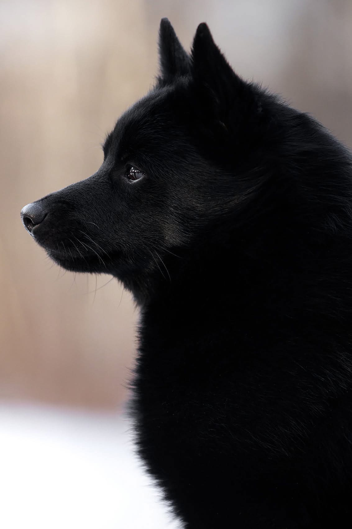 Фотограф-анималист Mary Mart — Москва, Питер