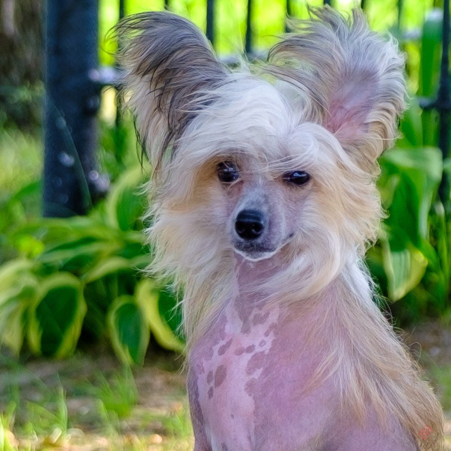 Poale Ell Chester. Питомник китайских хохлатых собак Poale Ell: купить щенка