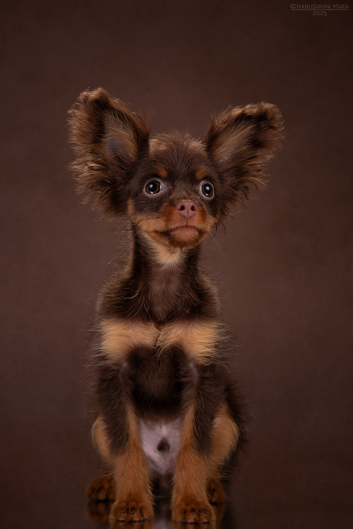 Фотосессия щенков на фонах. Фотограф собак в Москве и Московской области Иванушкина Мария