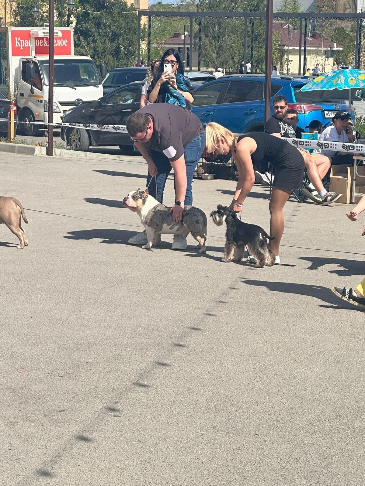 американский булли Юг, американский булли южный округ, лучшие американские булли на юге россии, топовые булли в россии, топовые американские булли в россии, ТОП булли, Топ американский булли, самые крутые американские булли, булли клаccик, булли покет, булли стандарт, булли экзот, булли xl, амeриканский булли, щенок булли, американский булли питомник, американский булли купить, американский булли щенок, американский булли москва, американский булли ростов-на-дону, американский булли краснодар, американский булли ставрополь, американский булли волгоград, американский булли семфирополь, американский булли ставрополь, американский булли сочи, американский булли воронеж, американский булли питер, американский булли санкт-петербург, американский булли Казань, американский булли Новосибирск, американский булли Челябинск, американский булли Ростов, американский булли Луганск, американский булли Донецк, американский булли покет, американский булли классик.американский булли ,американский булли щенки , американский булли купить ,американский булли фото , американский булли покет , собака американский булли , порода американский булли , американский булли цена , купить щенка американского булли ,американский булли характеристика , порода собак американский булли, питомник американских булли , американский булли отзывы, американский булли стандарт , американский булли отзывы владельцев, американский булли xl , россия американские булли , американские булли москва , американский булли вес , американский булли цена щенка, американский булли породы собак сша , американский булли размеры , американский булли классик , американский булли классика , американский булли характеристика породы , авито американский булли , сколько стоит американский булли , окрасы американских булли , американский булли виды , американский булли типы , американский булли цена в россии , американский булли экзот , американский булли микро , американский булли мини , собака американский булли фото , американский булли спб , американский булли характер , минусы американского булли , купить американского булли в москве , американские булли сколько щенков , плюсы американского булли , американский булли плюсы и минусы , взрослый американский булли , американский булли фото цена , американский булли фото щенков , американский булли крым , сколько живут американские булли , американский булли описание , американский булли купить авито , американский булли ростов , собачий питомник , питомник для собак , собаки , порода , щенки, щенок для детей, щенок для ребенка, щенок для семьи, собака для ребенка, питомник BULLY LOVERS, питомник THE POWER OF SIBERIA, питомник Ultimate Bully, питомник FORTIS FORTUNA VALIDI, питомник EXTREME BEAR, питомник American Dream, Питомник RUSSIAN BULLS, питомник ТАРУС & BULLY LAND, питомник Bully Ranch P&N, Питомник ANTREABULLS, питомник Ambully House, питомник Mar Nero, питомник Alfabulls, #micro #microbully #ambully #ambullys #ambullylife #ambullyforlife #ambullyworld #ambullylove #ambullylover #ambullylovers #ambullyloversfans #americanbullybreed #americanbullykennelclub #американскийбуллипитомник #bullies #bulliesallday #bulliesofig #bulliesofinsta #bulliesofinstagram #instabullies #bullieslife #bullymag #americanbully_feature #americanbullydog #tribullies #americanbullyblue #americanbullytricolor #bullystick #americanbullyStud, американский булли,американский булли щенки,американский булли купить,американский булли покет,американский булли фото,собака американский булли,порода американский булли,американский булли цена,американский булли купить щенка,американский булли характеристика,порода собак американский булли,американский булли отзывы,питомник американских булли,американский булли стандарт,американский булли отзывы владельцев,россия американские булли,американский булли виды,американский булли цена щенка,сколько стоит американский булли,американский булли цена в россии,американские булли москва,американский булли xl,американский булли размеры,типы американских булли,американский булли мини,американский булли вес,авито американский булли,американский булли породы собак сша,американский булли микро,американский булли характеристика породы,американский булли экзот,американский булли классик,американский булли классика,собака американский булли фото,американский булли характер,минусы американского булли,американские булли спб,американский булли окрасы,американский булли купить в москве,американские булли сколько щенков,плюсы американского булли,американский булли видео,американский булли плюсы и минусы,американский булли щенок фото,взрослый американский булли,американский булли девочка,американский булли описание,сколько живут американские булли,американский булли покет купить,американский булли крым,american bully,american bully ru,american bully ru shchenki,https american bully ru,https american bully ru shchenki,american bully xl,american bully питомник,american bully dog,american bully kennel,american dream bully,american bully pocket,american bully kennel club,all american bully фильм смотреть,american bully xxl,reddit american bully,american bully ru shchenki html,american bully wise,celina innovations crochet american bully part,https american bully ru shchenki html,american bully classic,питомник американских булли,питомник собак американский булли,питомник американских булли в крыму,питомник собак в крыму американские булли,питомник в крыму американский булли последние,питомник американских булли в москве,американские булли купить питомник,питомник американских булли в россии,питомник американских булли покеткупить щенка американский булли питомник,американские булли цена питомники,питомник американских булли в спб,питомник американских булли яна,купить американского булли в москве питомник,питомник американских булли в москве и московской,официальные питомники американских булли,крым питомник американских булли яна,булли американский купить питомник цена,москва и область питомники американских булли,питомник американских булли яна и гоша,американские булли подмосковья питомник,американский булли стандарт питомник,питомник американских булли екатеринбург,питомник американских булли ростов,лучшие питомники американских булли,питомник собак крым американский булли яна,яна питомник собак американский булли,американский булли купить в спб питомник,американский булли питомник львиное сердце уфа,американский булли питомник львиное сердце уфа вк,американский булли лучший питомник россии,американский булли питомник краснодар,американский булли купить спб щенка питомник,американский булли покет питомник москва,американский булли сайт питомник,питомник американский булли официальный сайт,питомник американских булли в челябинске,питомники американских булли в россии список лучших,питомник собак американских булли серпухов,питомник собак дзен американский булли,американский булли xl питомник,питомник американских булли в талдоме,питомник и цена американ американский булли,фаворит гигант питомник американских булли,американский булли купить,американский булли купить щенка,американский булли купить в москве,американский булли покет купить,американский булли купить щенка в москве,американский булли купить авито,купить американский булли цена,купить американского булли в спб,купить собаку американский булли,американский булли купить щенка цена,американский булли покет купить щенка,американский булли купить в беларуси,американский булли стандарт купить,американский булли купить москва московская область,купить американского булли в россии,купить американского булли в московской области,американский булли купить в екатеринбурге,американский булли купить в новосибирске,американский булли купить щенка в спб,