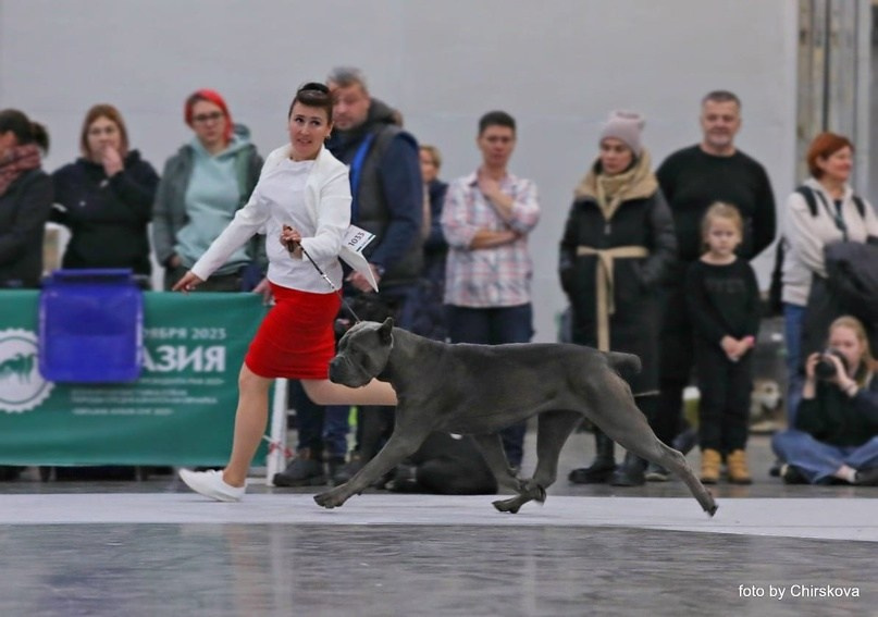 Собаки производители. Кане Корсо Лайф, щенки породы Кане Корсо, г. Москва