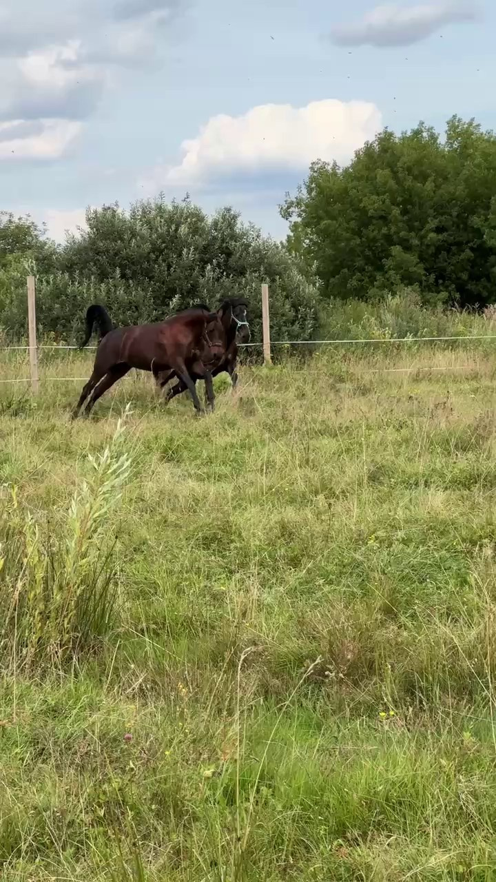 Конная Фотосессия с Конкурной Лошадью в стиле «Английский шик аристократии». Victoria Radjevna Репортажный Фотограф — Видеограф Москва • Санкт-Петербург