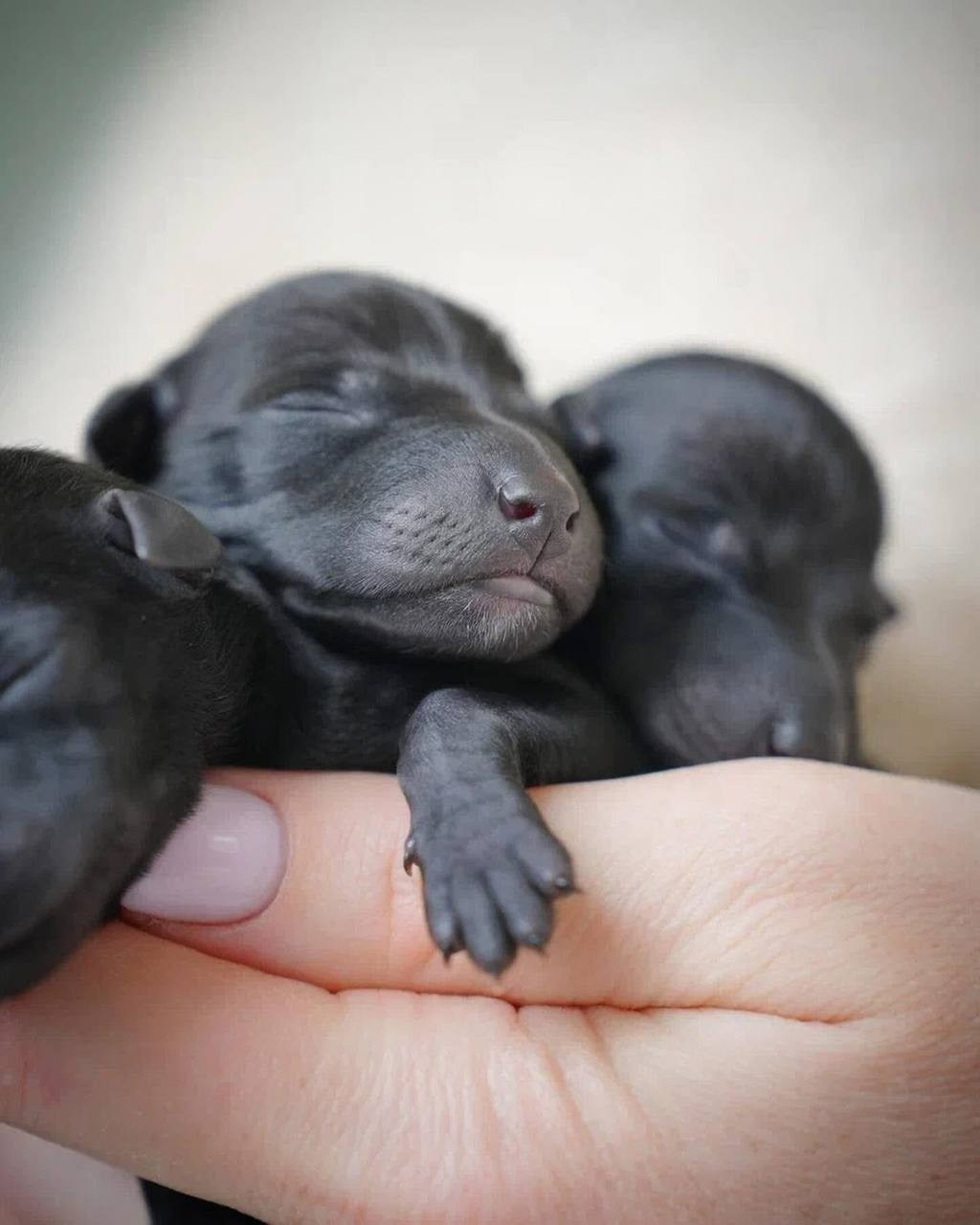 Помёт «М». Профессиональный питомник левреток РКФ/FCI ASTI SAPPHIRE 💎 Сочи|Санкт-Петербург