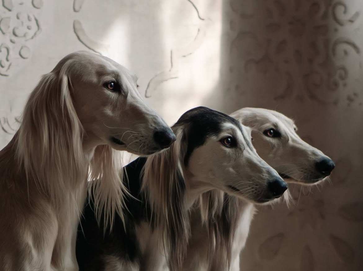 Старт с 0. Фотограф — Анималист | Санкт-Петербург