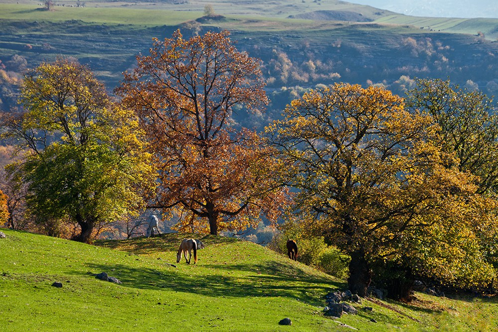 Осенняя Армения 2026 | Фотограф Дмитрий Купрацевич. Дмитрий Купрацевич профессиональный пейзажный и travel-фотограф
