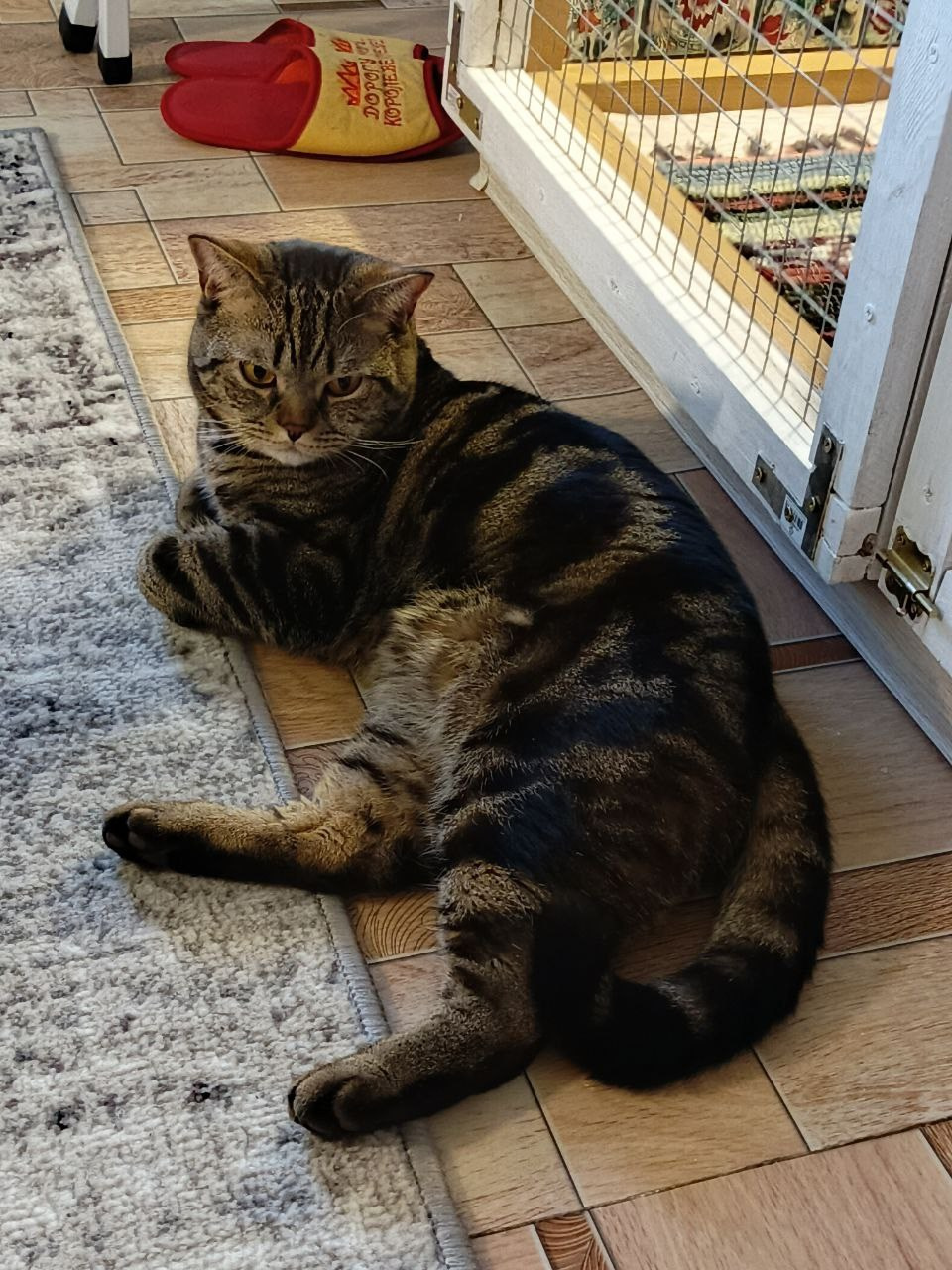 Джейсон — озорной и нежный малыш со своим особым характером. Гостиница для кошек Усики и хвостики, Красноярск