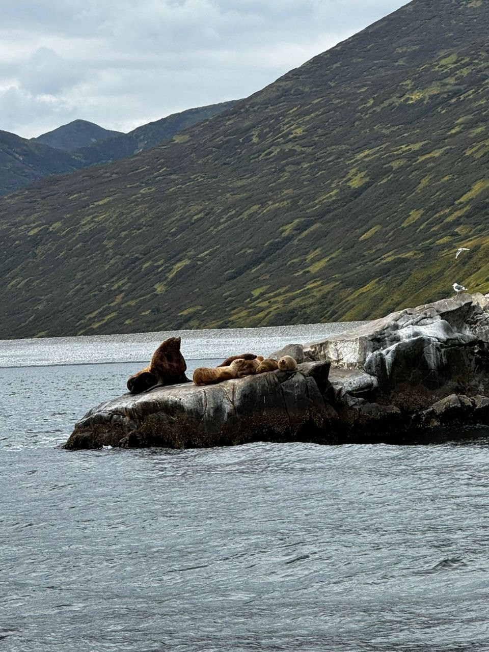 Морская прогулка в бухту Русскую. Экскурсионные туры по Камчатке