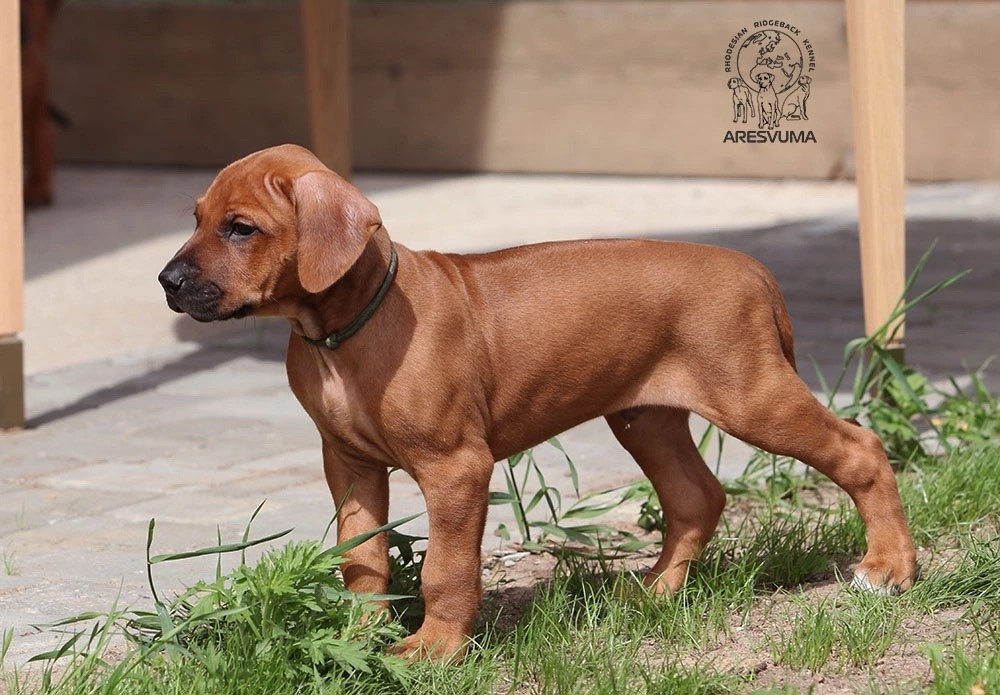 Помет Northern Lights. Родезийские Риджбеки в Санкт-Петербурге