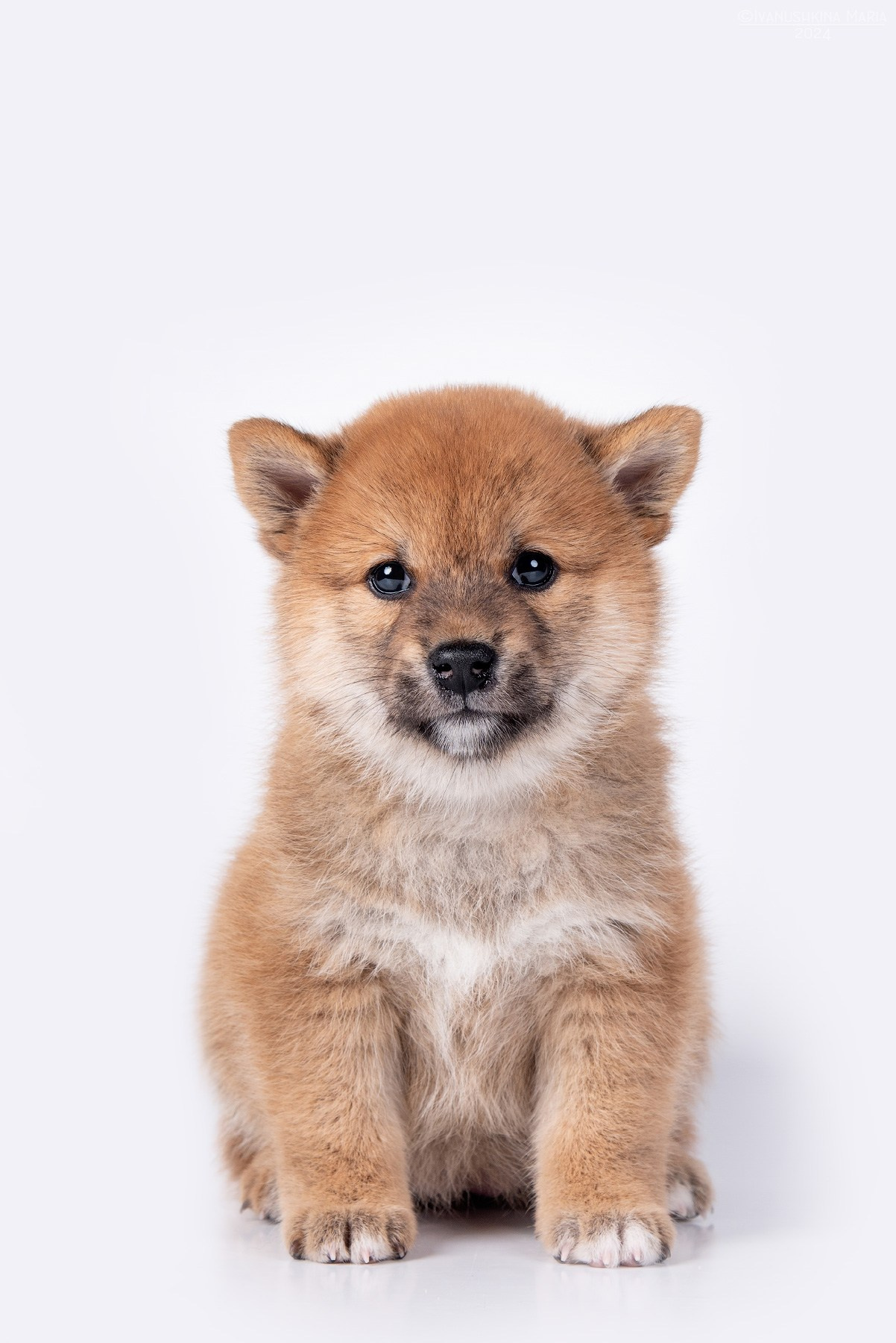 щенок сиба ину