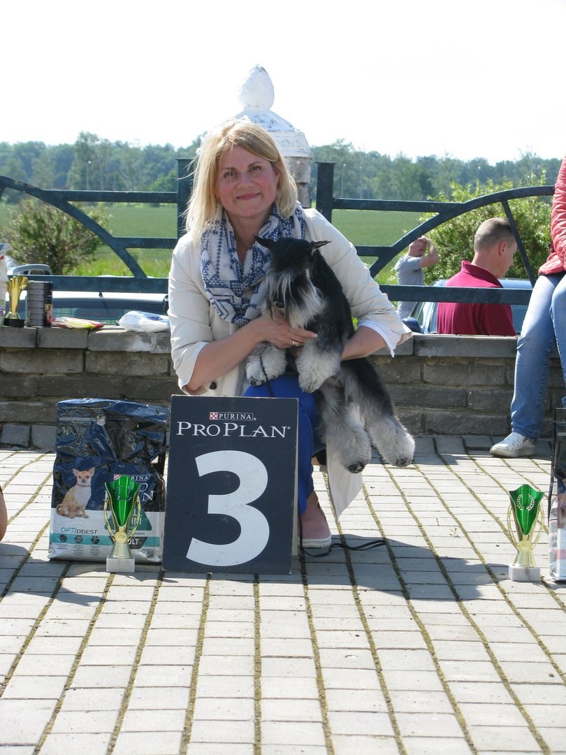 Питомник Делинсо Бэлэнс, щенки цвергшнауцера, купить щенка цвергшнауцера, питомник цвергшнауцеров, кобель цвергшнауцера для вязки, щенок цвергшнауцера, питомник цвергшнауцеров, черный с серебром, цверг, лучший питомник в беларуси, питомник цвергшнауцеров минск