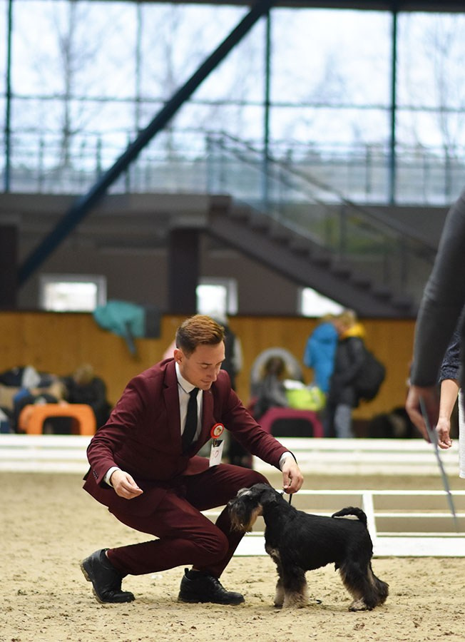 Гелик/ Delinso Balance Enamorado De-Ti. Питомник цвергшнауцеров в Беларуси «Делинсо Бэлэнс»