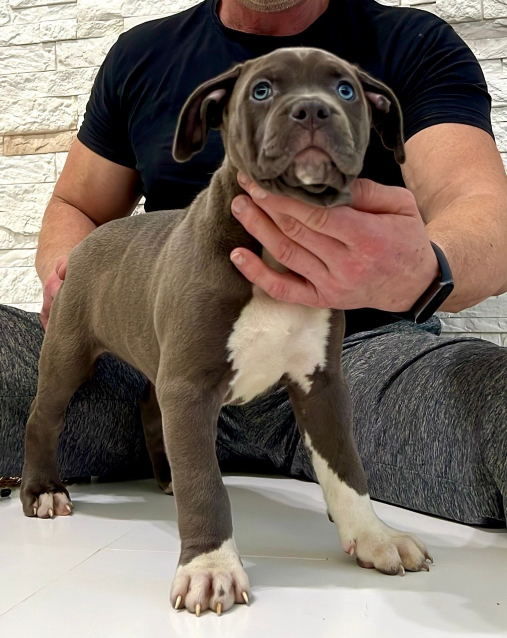 Все свободные щенки. Американские булли XL в г. Калининград. Питомник Great Bully UNIVERSE