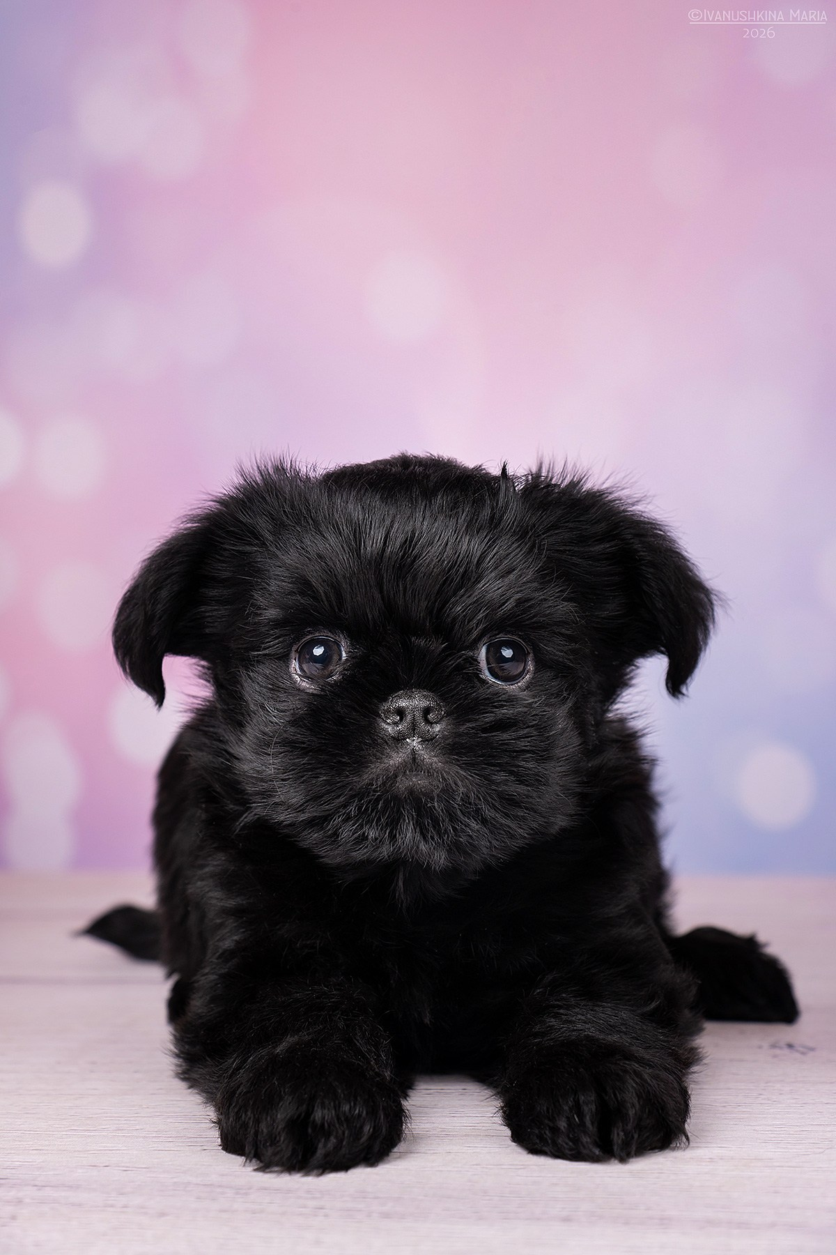 Фотосессия щенков на фонах. Фотограф собак в Москве и Московской области Иванушкина Мария