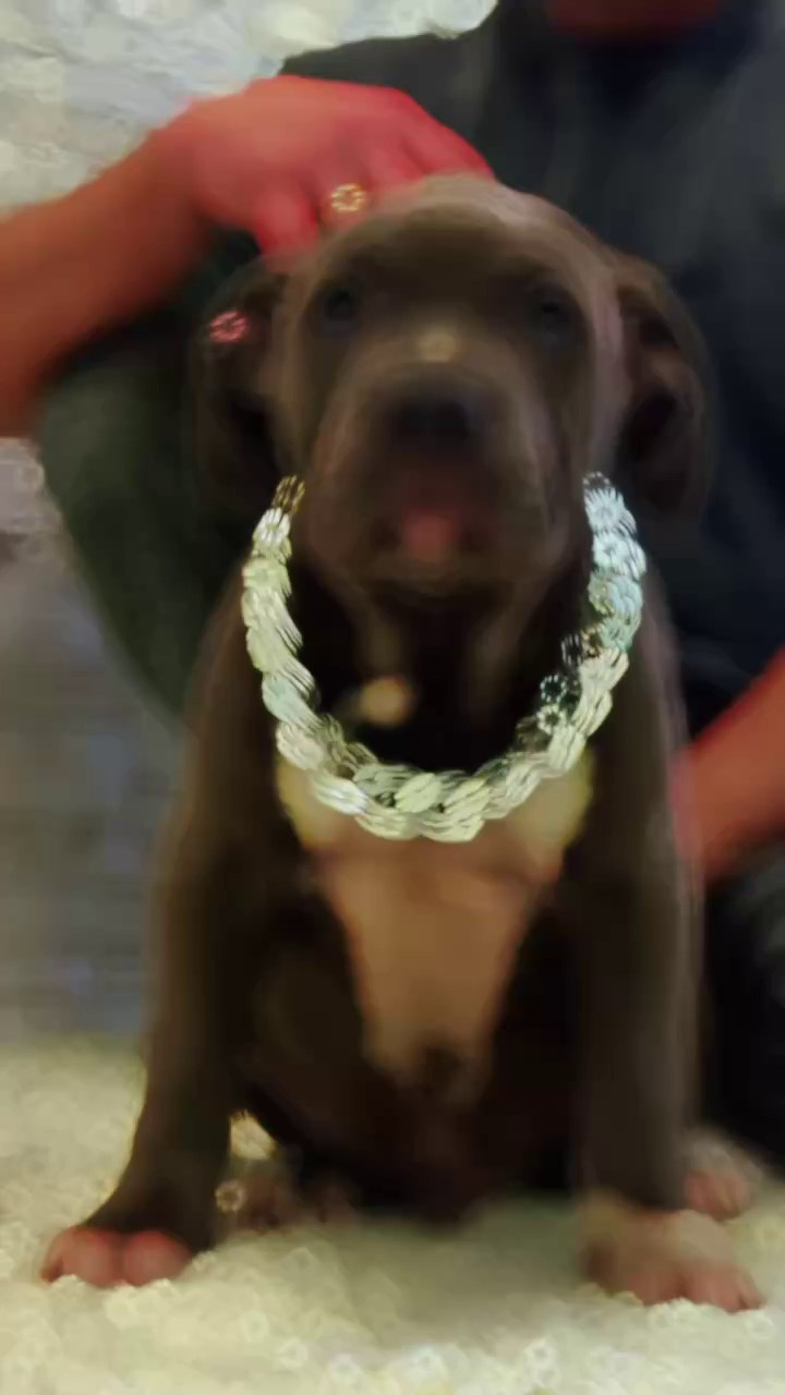 Все свободные щенки. Американские булли XL в г. Калининград. Питомник Great Bully UNIVERSE