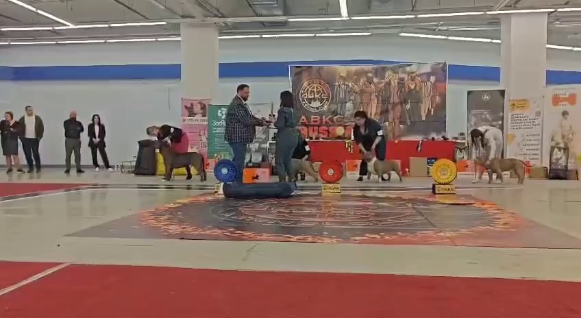Участие в выставках. Американские булли XL в г. Калининград. Питомник Great Bully UNIVERSE