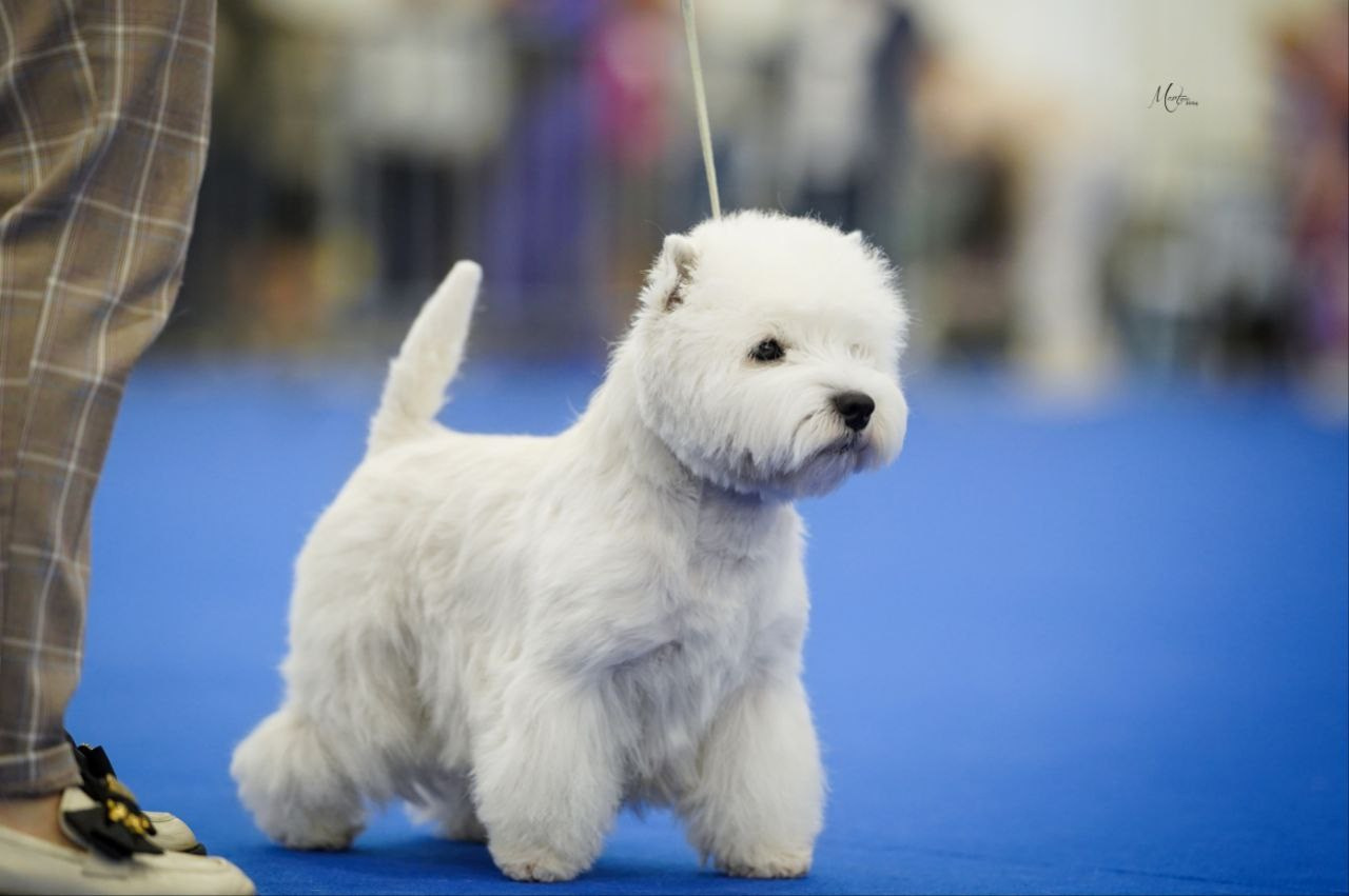 Щенки 14.01.2025. Питомник собак породы вест хайленд вайт терьер в Москве