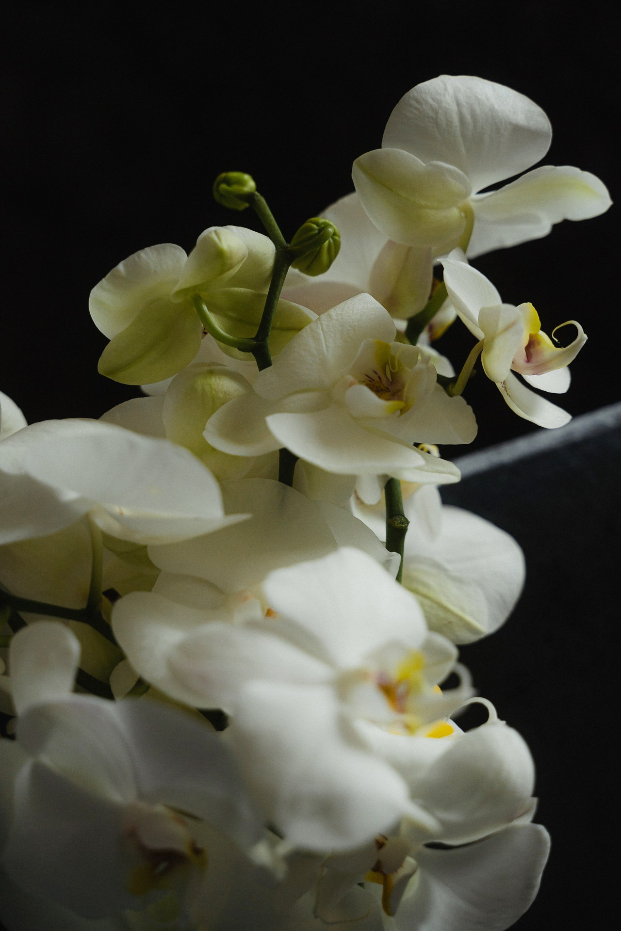 Сергей и Дарья. Свадебный фотограф в Белгороде Антон Каменев