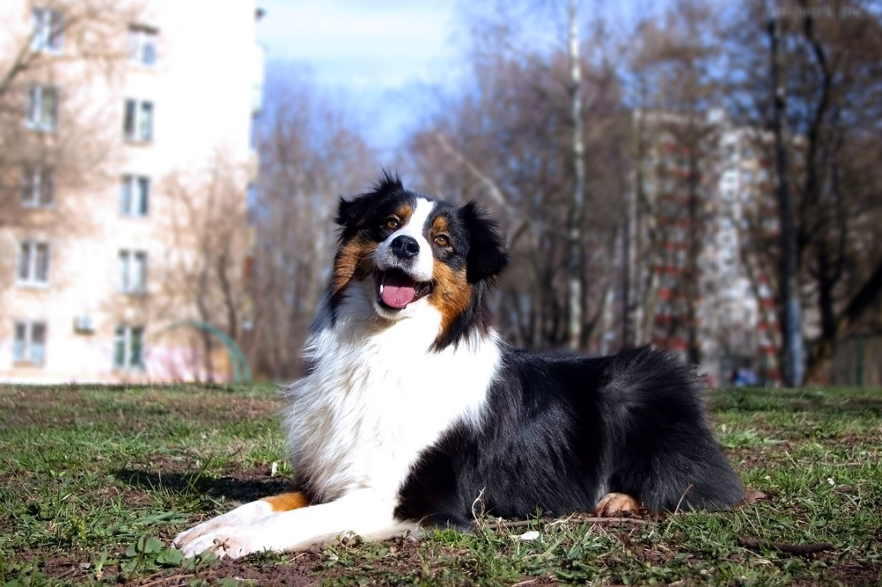 Нами. BLGKV питомник собак