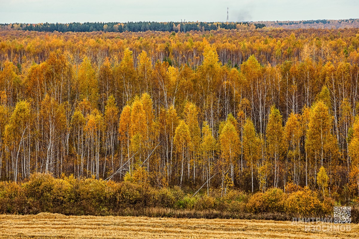 В последнюю осень