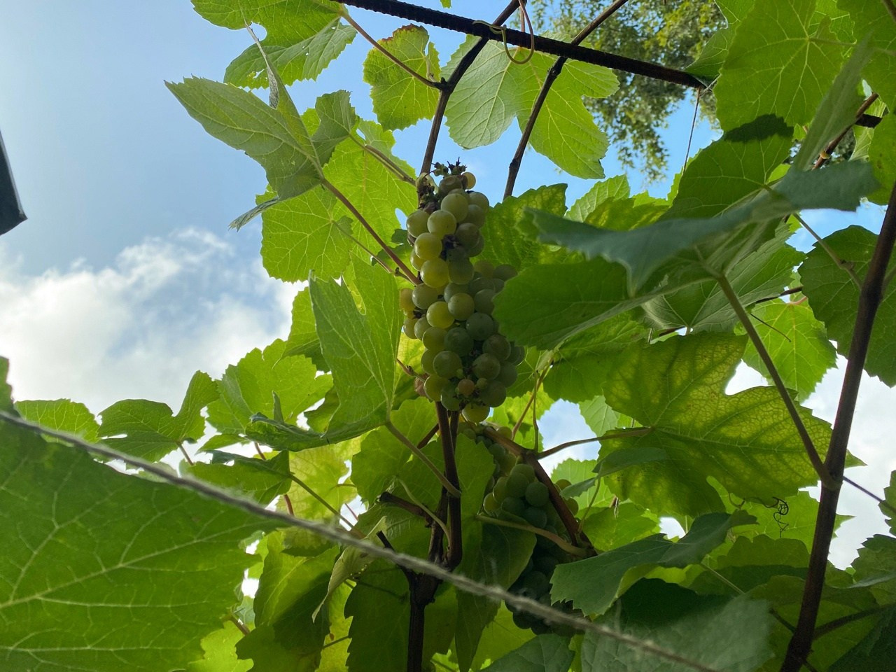 Новости. Дом Шрёдера