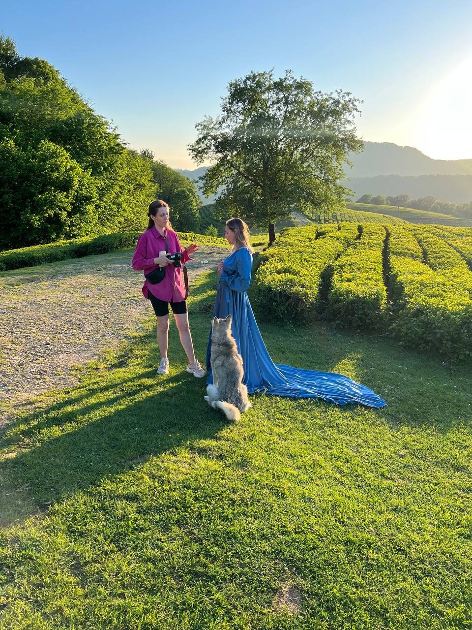 чайные плантации Мацесты прекрасны. люблю проводить здесь фотосессии в своих фототурах