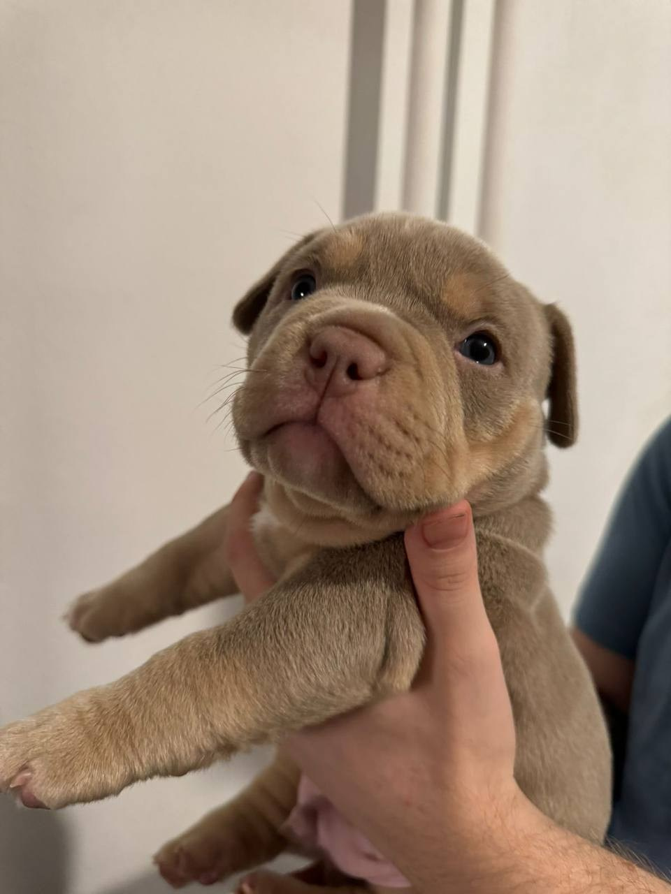 Bounty Pride Bully Tyron. Питомник американских булли Bounty Pride Bully