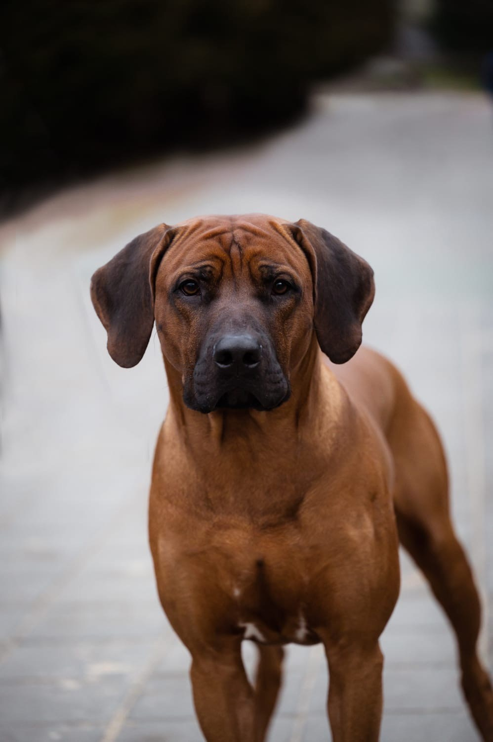 Родезийские Риджбеки в Санкт-Петербурге