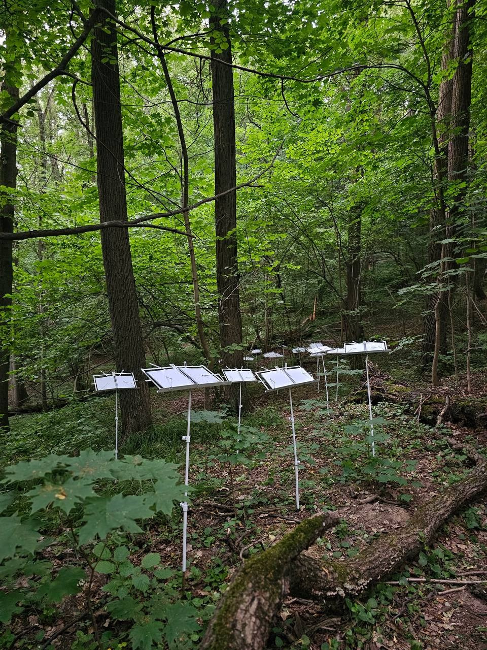 Паблик-арт. Современная художница Елена Алексеева (Alpha_Vita)