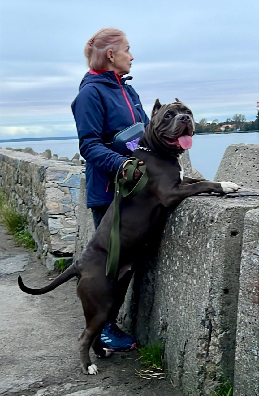 GBU Xanamoon. Американские булли XL в г. Калининград. Питомник Great Bully UNIVERSE