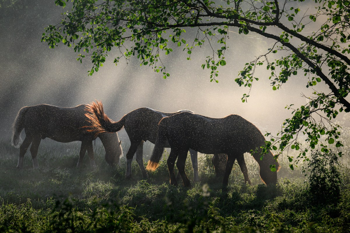 Юлия Шустерова