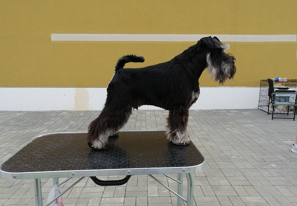 Гелик/ Delinso Balance Enamorado De-Ti. Питомник цвергшнауцеров в Беларуси «Делинсо Бэлэнс»