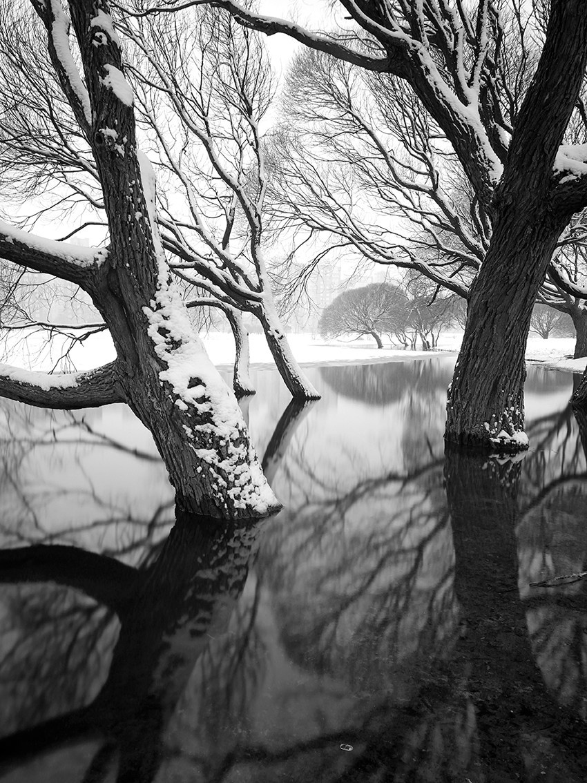 A row of leafless winter trees reflected in still black water. Minimalist landscape evoking calm, symmetry, and quiet introspection.