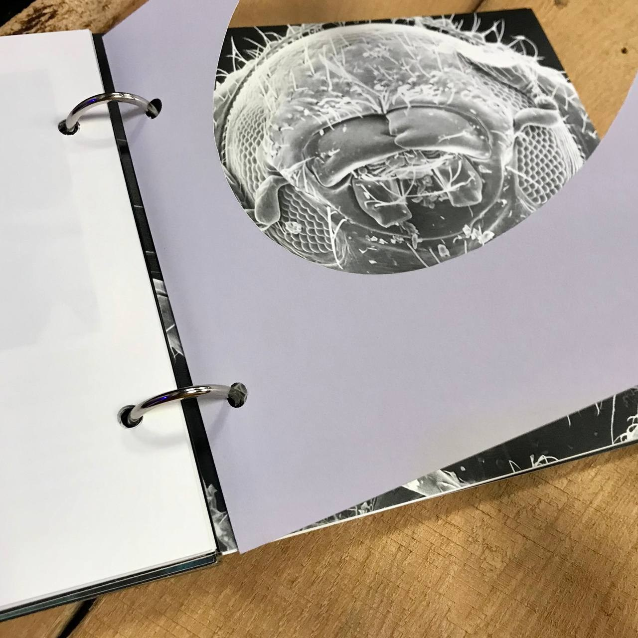 Презентация фотокниги «Beetlemania», 21.10.2023, г. Ростов-на-Дону, независимый книжный «В порядке». Лера Круглова