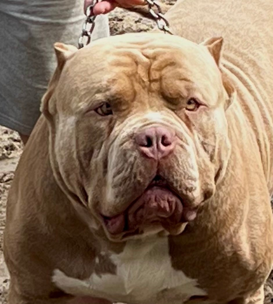 Хантер. Американские булли XL в г. Калининград. Питомник Great Bully UNIVERSE