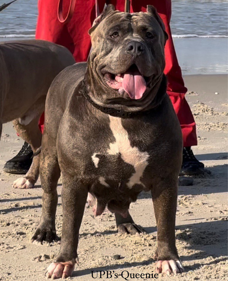 Квини. Американские булли XL в г. Калининград. Питомник Great Bully UNIVERSE