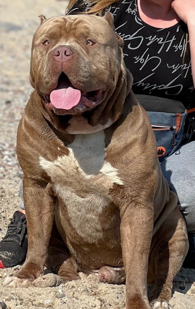 Хантер. Американские булли XL в г. Калининград. Питомник Great Bully UNIVERSE