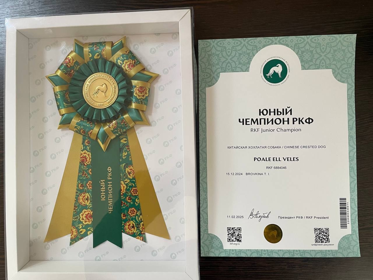 Veles and Vika are Young Champions of Russia and RKF!. Chinese Crested Dog Kennel Poale Ell