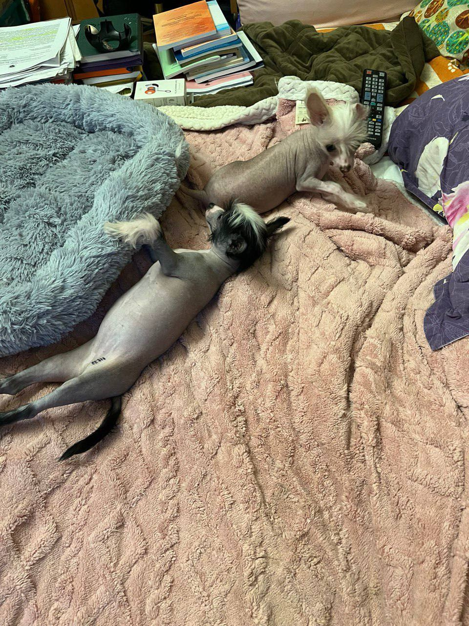 Дора и Доминика уехали домой. Питомник китайских хохлатых собак Poale Ell: купить щенка в питомнике