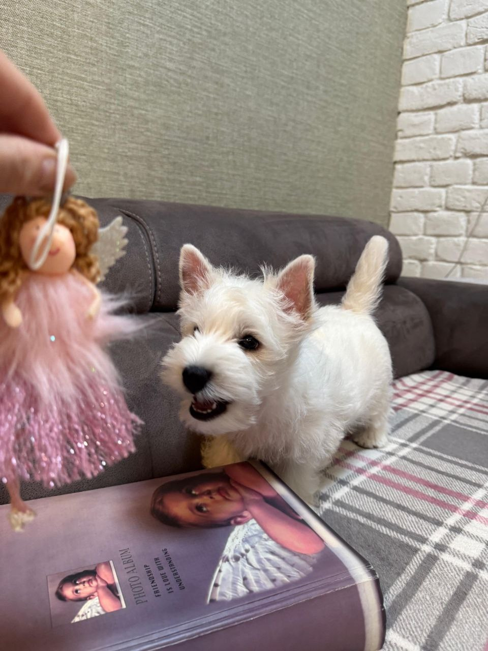 Щенки 250 725. Питомник собак породы вест хайленд вайт терьер в Москве