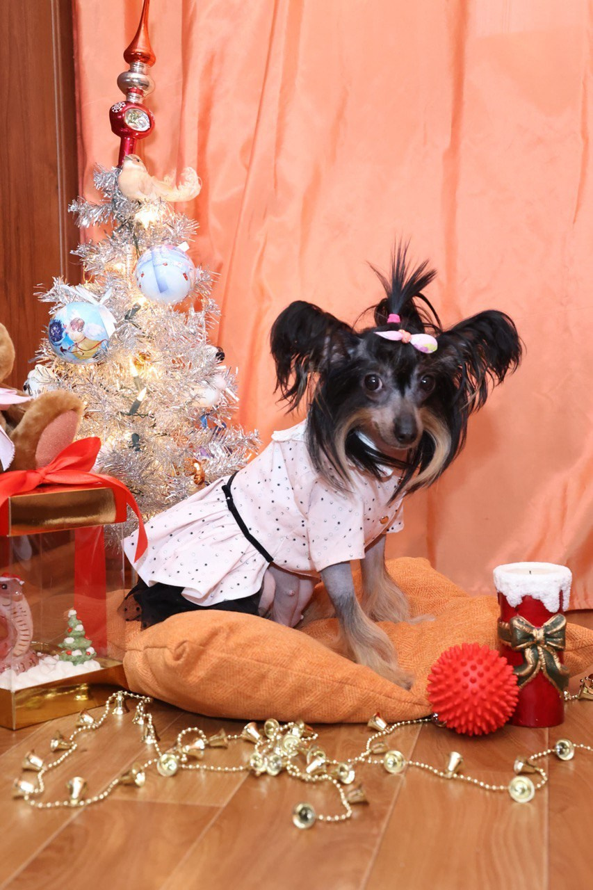 Victoria (Poale Ell Viktoriya) is one year old!. Chinese Crested Dog Kennel Poale Ell