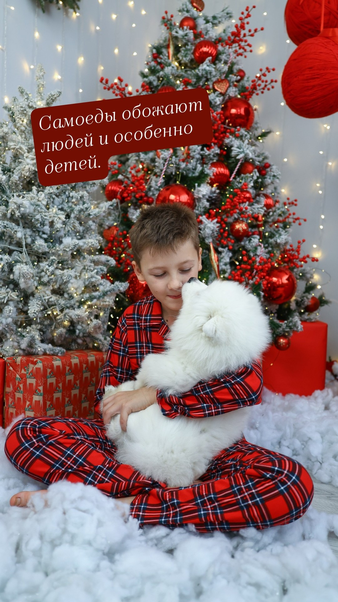 Новый год с самоедами, новый год 2027, самоед