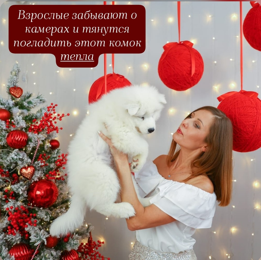 Новогодние фотосессии. Самоед Новосибирск