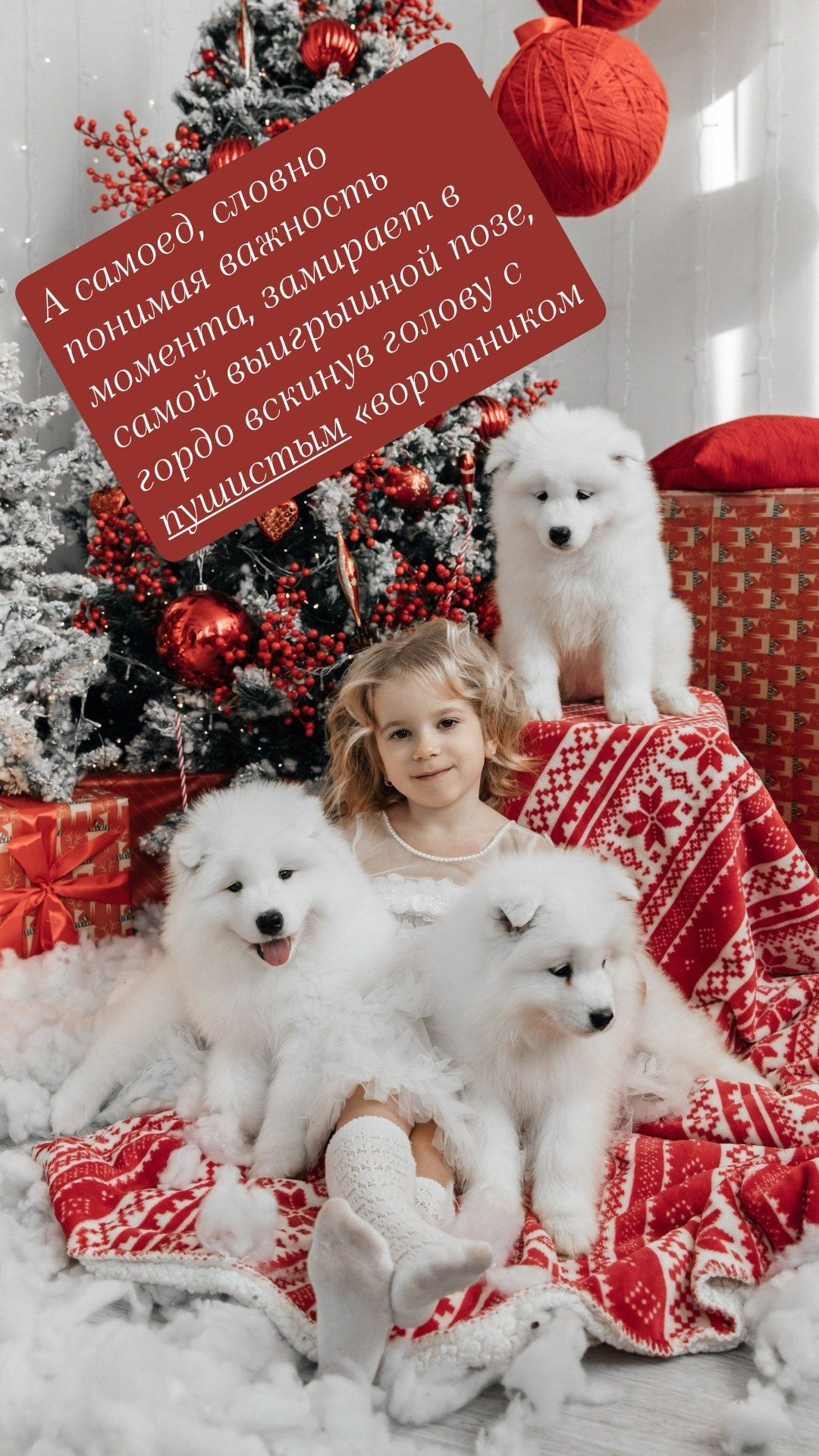Новогодние фотосессии. Самоед Новосибирск